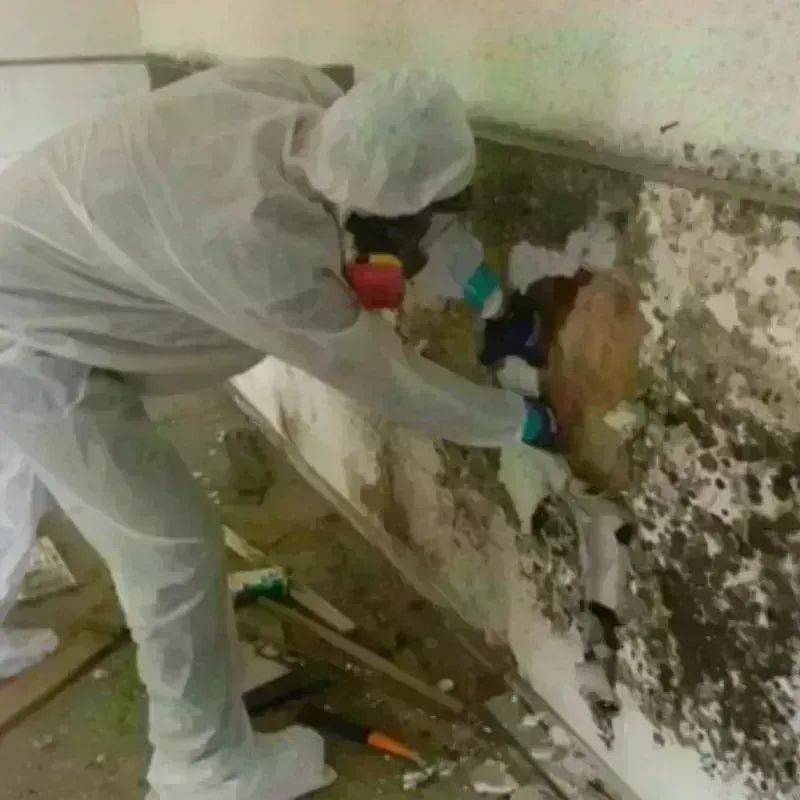 Mold Remediation and Removal in McColl, SC